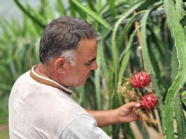 Ejder meyvesi üreticinin yüzünü güldürdü - Adana haber