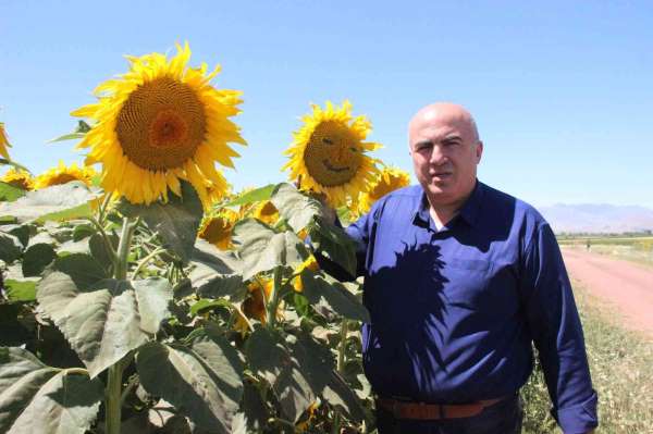 Karaman'da ayçiçeği ekimi yüzde 50 arttı - Karaman haber
