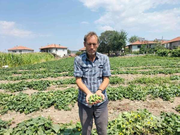 Selendi'de kornişon salatalık hasadı başladı - Manisa haber