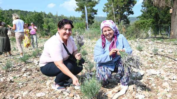 Turizm ilçesi Kemer'de lavanta hasadı - Antalya haber