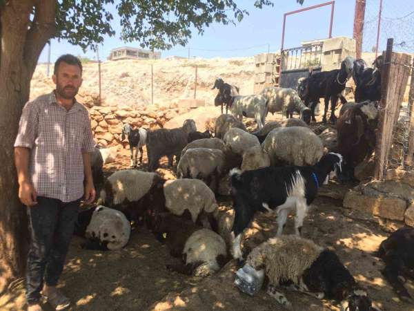 Besni'de kurt saldırısı: 26 koyun telef oldu