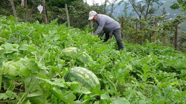 Giresun'da fındık üreticisi Adana karpuzu yetiştiriciliğine başladı