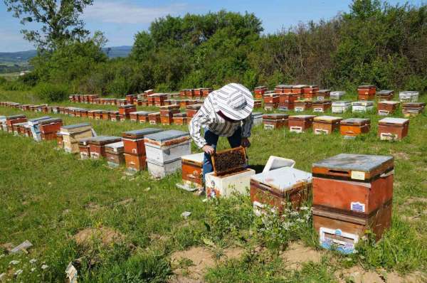 Kastamonu'da kestane balında üretim sezonu sona erdi: Rekolte her yıl azalıyor