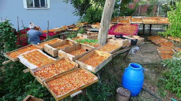 Van'da kayısı kurutma dönemi başladı
