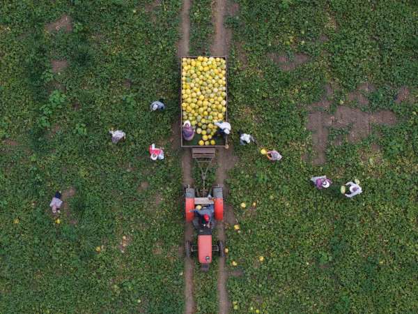 Bafra Ovası'nda kavun-karpuz bereketi: Baldan tatlı hasat