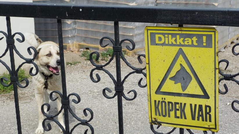 Dikkat köpek var! Uyarılarını dinlemedi özel mülke girdi. Köpek görevini mi yaptı?