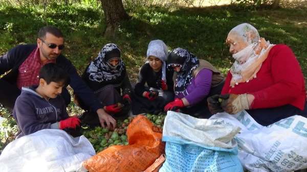 Muş'ta ceviz hasadına başlandı