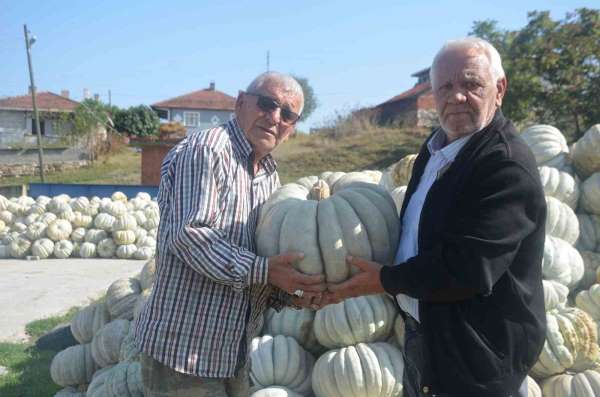 Bilecik'te 20 ile 30 kilogram ağırlığında gelen kestane kabağı hasadı başladı