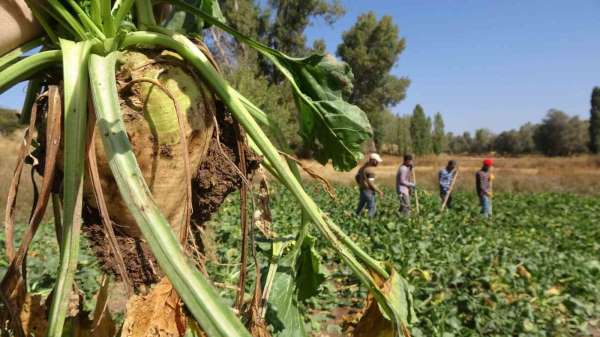 Yozgat'ta şeker pancarı hasadı başladı
