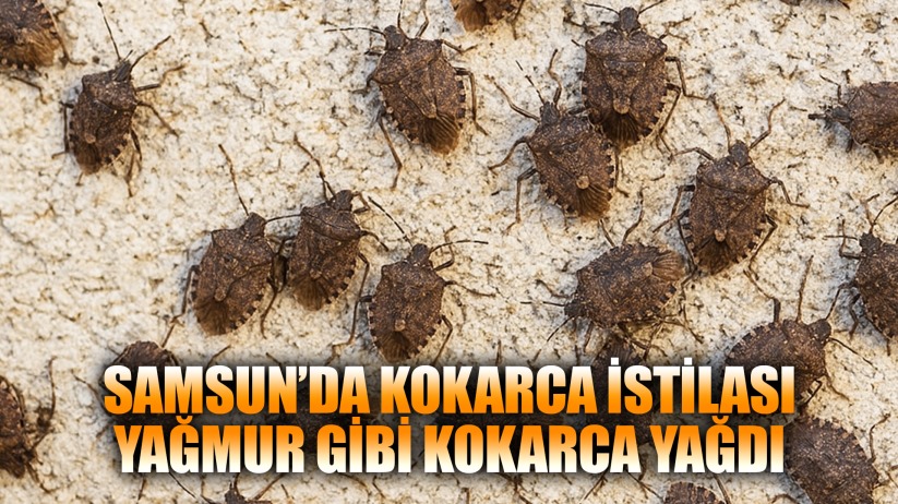 Samsun'da Kokarca İstilası!