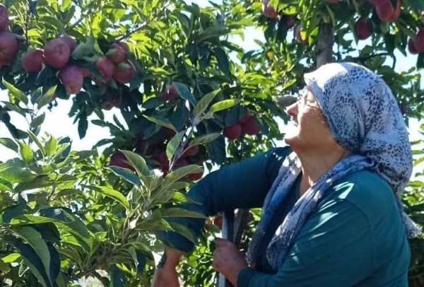 Beyşehir'in elma deposu mahallesinde hasat mesaisi sürüyor