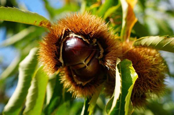 Gal arısı ve hastalıklara dayanıklı kestanelerde hasat zamanı