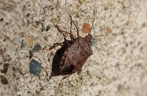 Kahverengi kokarcanın kışlaklara yönelme tehlikesi