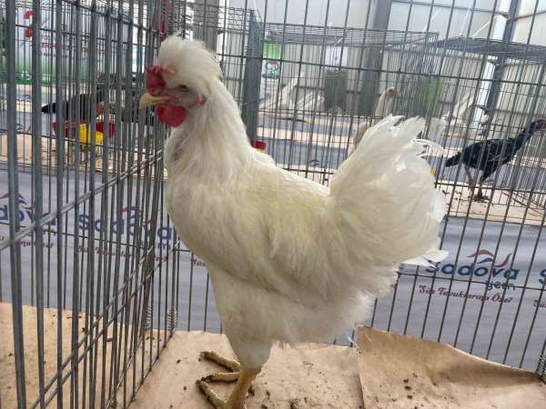 Karadeniz'in 'Gugulli'si Balıkesir'de ilgi odağı oldu