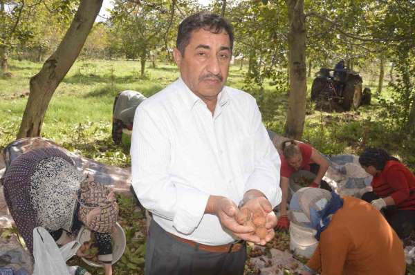 Tokat'ın 'beyaz altını'nda hasat başladı