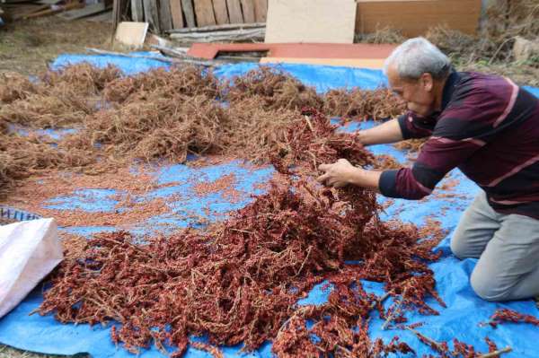 Yabani sumakları aşılanıp üretime kazandırıldı: Kilosu 900 TL'den alıcı buluyor