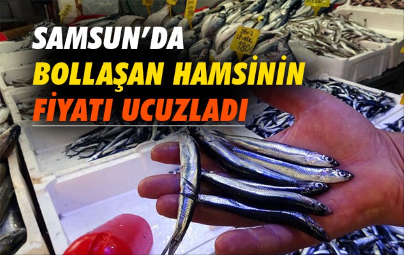 Samsun'da bollaşan hamsinin fiyatı ucuzladı