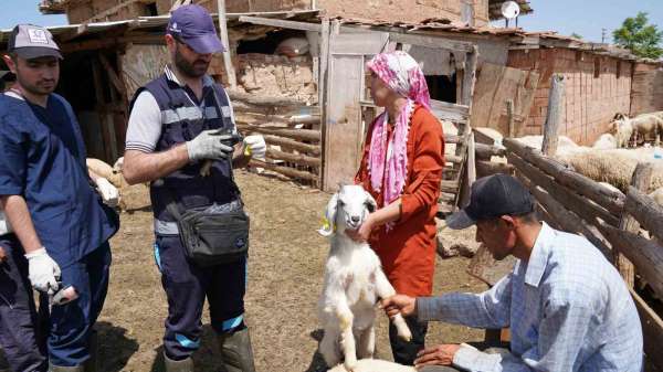 Aşısı olmayan riskli hayvana sahip çiftçilere uyarı: 'Destek alamayacaklar'