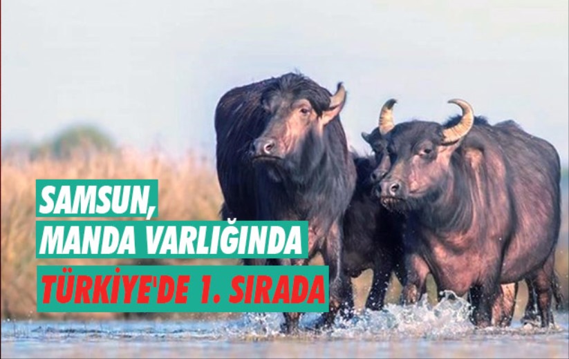 Samsun, manda varlığında Türkiye'de 1. sırada