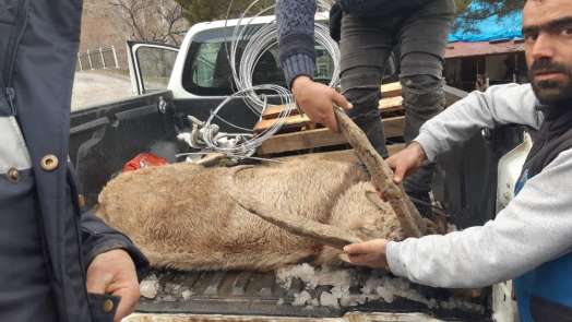Yaralı dağ keçisine Mehmetçik'ten şefkat eli