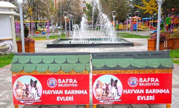 Samsun Haberleri: Sokak Köpekleri Artık Üşümeyecek
