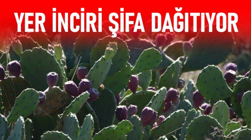 Samsun'da yer inciri şifa dağıtıyor - Sinop haber