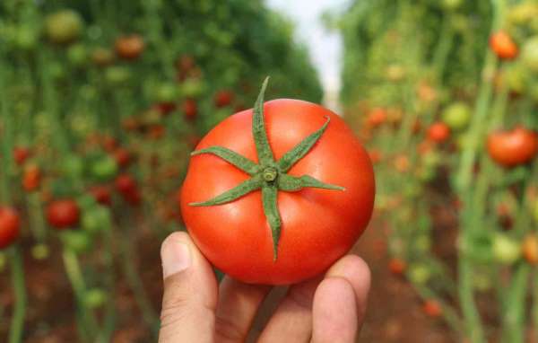 Örtü altında domates hasadı başladı: İlk ürünler dünya kupası maçı oynanan Katar'a
