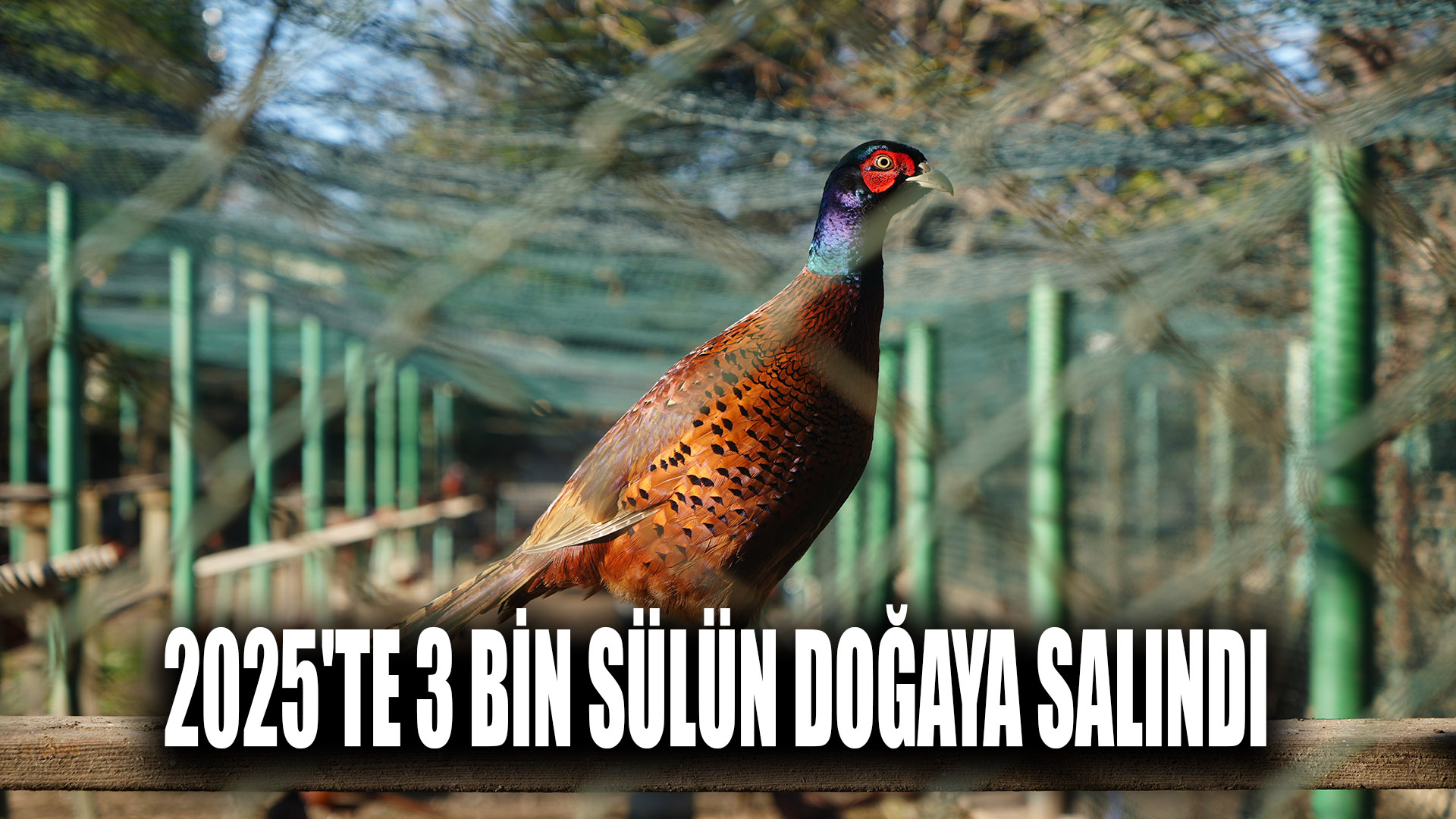 Kahverengi kokarca savaşçıları: 2025'te 3 bin sülün doğaya salındı