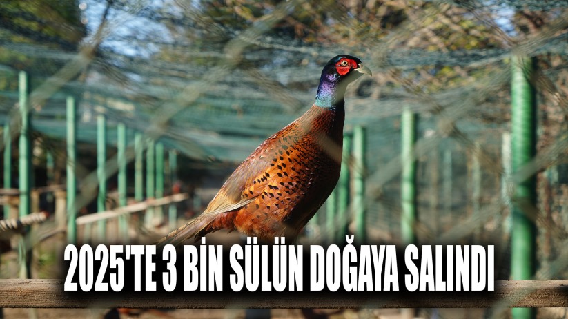 Kahverengi kokarca savaşçıları: 2025'te 3 bin sülün doğaya salındı