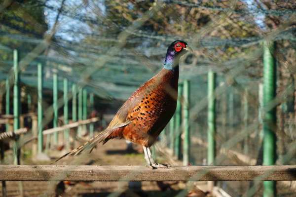 Kahverengi kokarca savaşçıları: 2025'te 3 bin sülün doğaya salındı