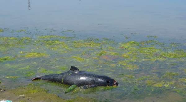 Zonguldak'ta 2 ölü yunus sahile vurdu