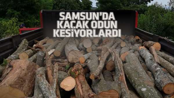 Samsun'da kaçak odun kesenler yakalandı