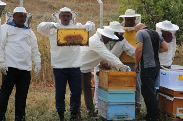 Tokat'ta bal hasadı başladı