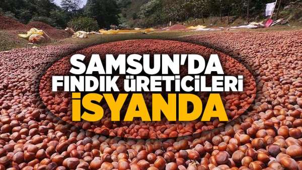 Samsun'da fındık üreticileri isyanda