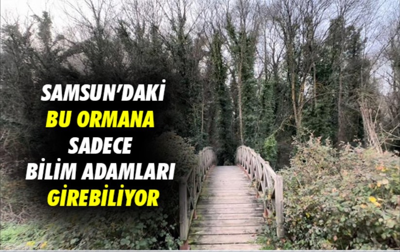 Samsun'daki bu ormana sadece bilim adamları girebiliyor