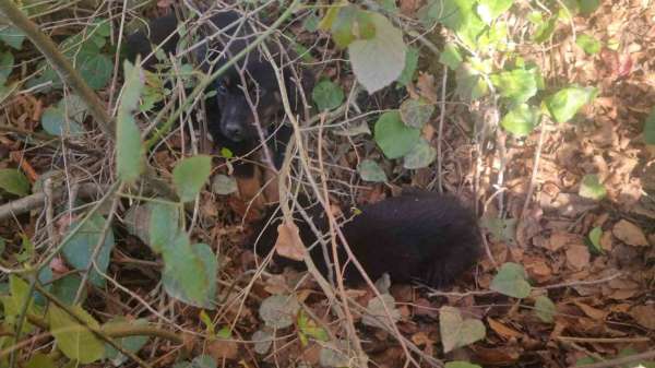 Sinop'ta ölüme terk edilen köpekler kurtarılmayı bekliyor