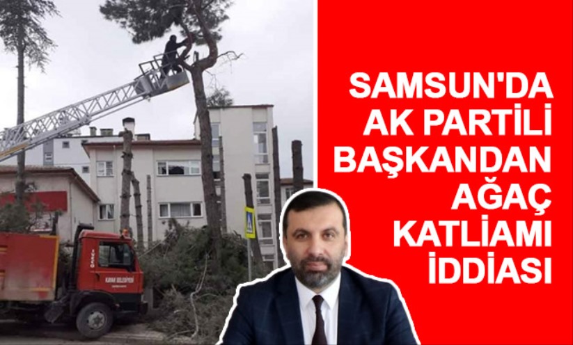 Samsun'da AK Partili başkandan ağaç katliamı iddiası
