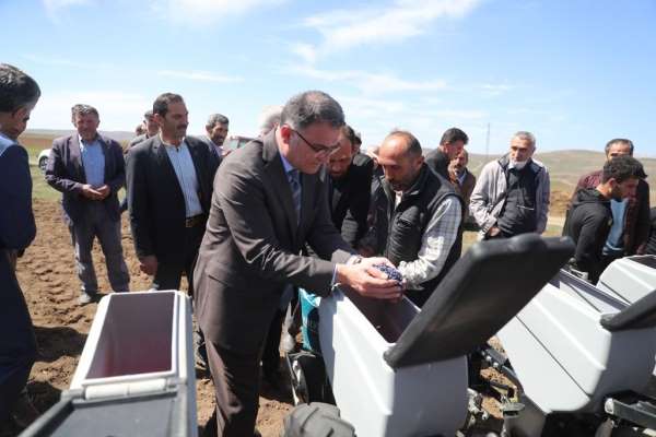 Tokat'ta, 700 çiftçiye yüzde 50 hibeli ayçiçeği tohumu dağıtıldı - Tokat haber