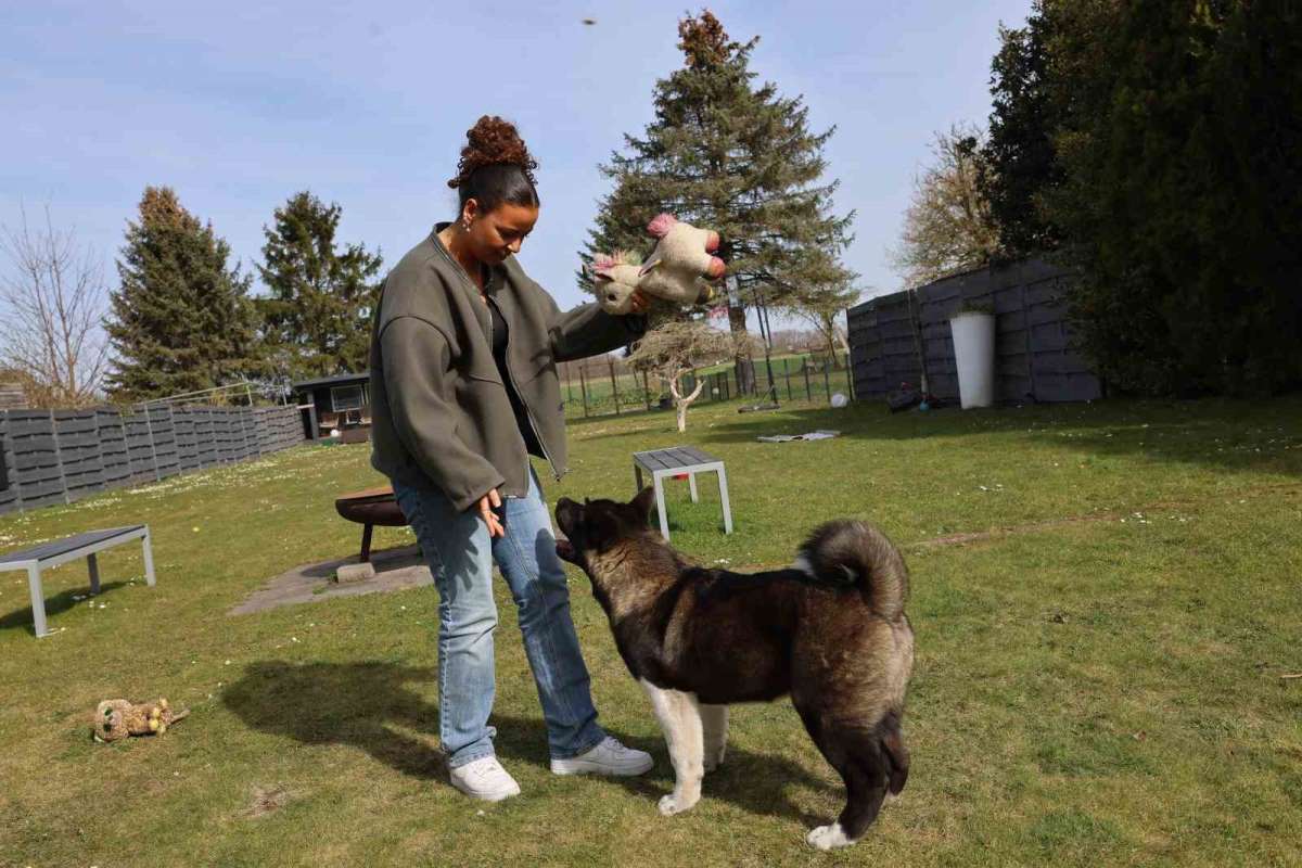 Almanya'da köpek vergileri 2025 yılında arttı