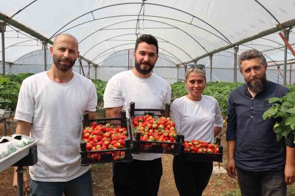 Yalova'da topraksız tarım serasında çilek üretimine başlandı