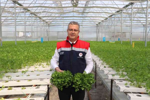 Çarşamba'da hidroponik maydanozda ilk hasat yapıldı