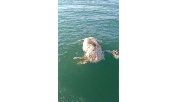Sinop'ta denizde ölü inek bulundu