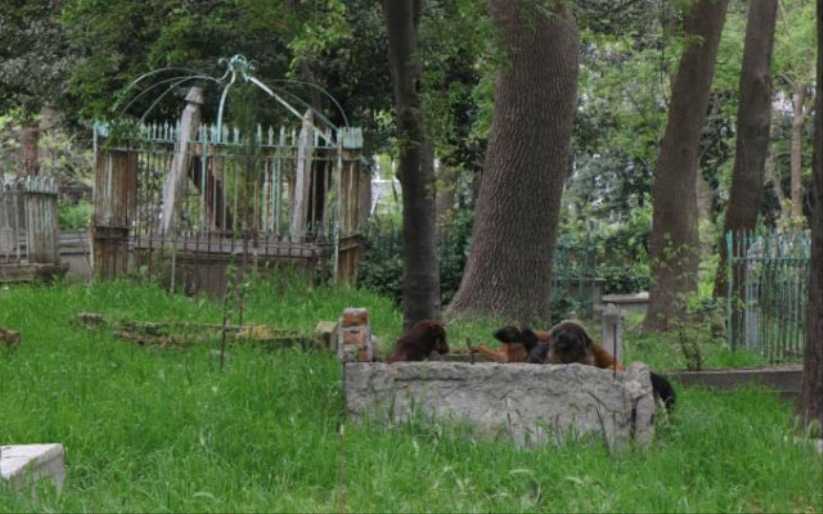 Samsun'da mezarlığa dadanan köpekler mahalleliyi canından bezdirdi