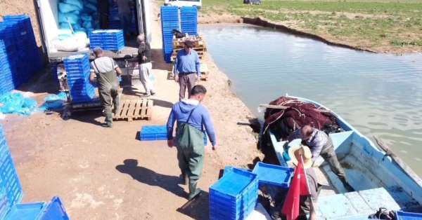 Denize kıyısı olmayan Yozgat'taki gümüş balıkları Avrupalılara çerez oluyor