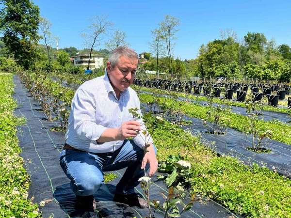 Eski başkanın 'şifa bahçesi': Siyasi yorgunluğu tıbbi aromatik bitkilerle atıyor