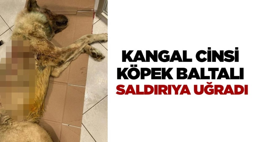 Samsun'da böyle vicdansızlık görülmedi!