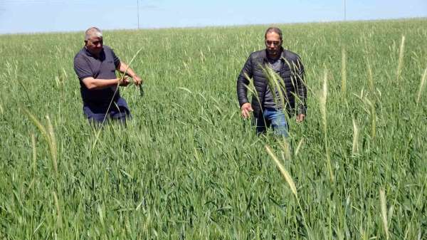 Yozgat'ta buğday alım fiyatı çiftçiyi sevindirdi