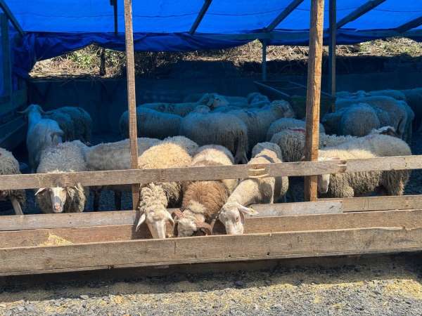 Zonguldak'ta kurban bayramına sayılı günler kala kurbanlık pazarında hareketlilik başladı