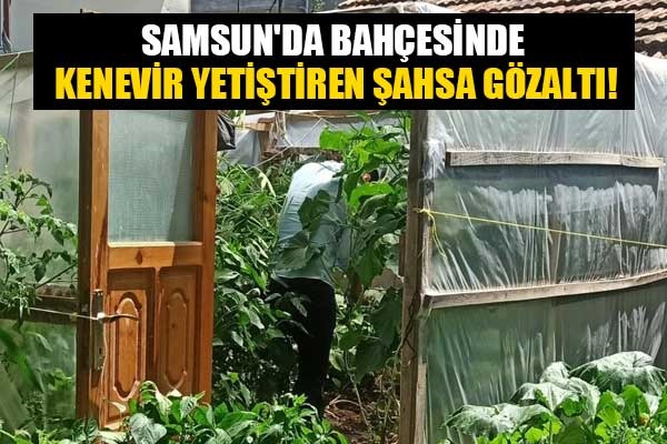 Samsun'da bahçesinde kenevir yetiştiren şahsa gözaltı!
