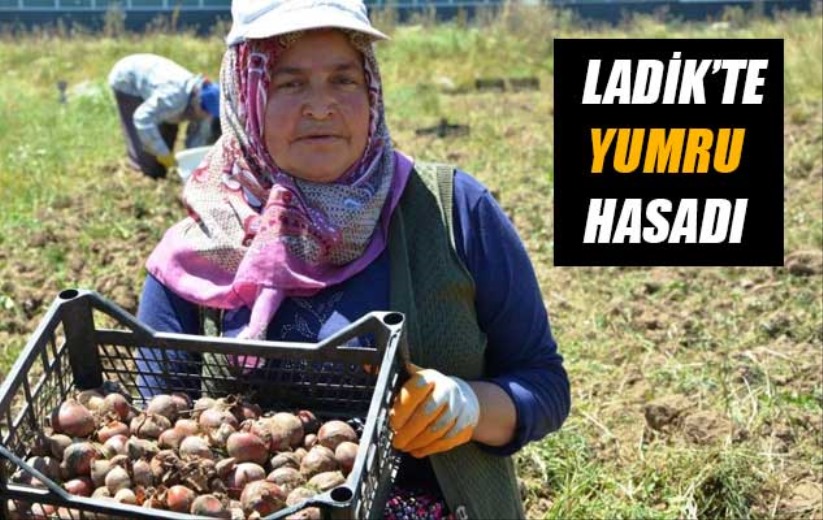 Ladik'te yumru hasadı